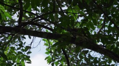 Amazon bölgesindeki Cuyabeno yaban hayatı koruma alanındaki tropikal yağmur ormanlarının tepesinden atlayan sevimli küçük sincap maymunu..