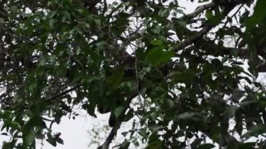 Kahverengi tüylü maymun, yaygın ya da Humboldts tüylü maymunu Lagothrix lagothricha, Ekvador Amazon bölgesindeki Cuyabeno doğal yaşam koruma alanındaki tropikal yağmur ormanlarının tepesinden atlıyor.