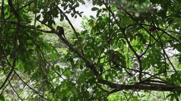 Niedlicher Kleiner Eichhörnchenaffe Springt Durch Das Blätterdach Des Tropischen Regenwaldes — Stockvideo