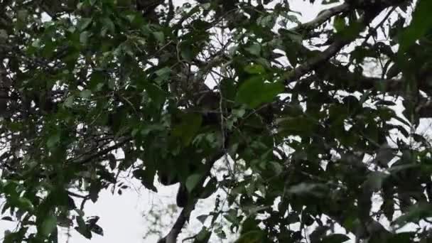 Macaco Lanoso Marrom Macaco Lanoso Comum Humboldts Lagothricha Lagothrix Pulando — Vídeo de Stock