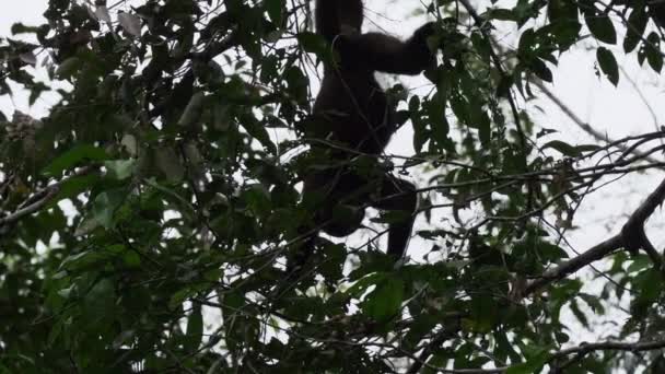 Καφέ Μαλλιαρή Μαϊμού Κοινή Humboldts Μαλλιαρή Μαϊμού Lagothrix Lagothricha Πηδώντας — Αρχείο Βίντεο