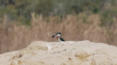 Yeşil bir Amazon balıkçısı, kloroceryle amazona, Pantanal sulak alanlarının kırmızı topraklarında gagasında küçük bir balıkla oturuyor, onu öldürmeye ve yemeye çalışıyor..