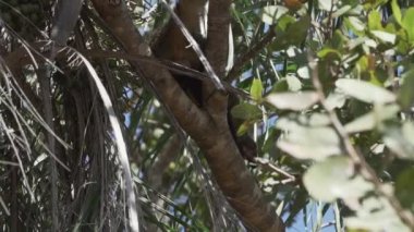 Güney Amerika koati, Nasua Nasua da halka kuyruklu koati, Brezilya 'da Pantanal' ın bataklık bölgesinde kalın bir tropik ağaç dalında dinleniyor.