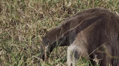 Güney Pantanal 'daki bir çiftliğin çayırında yürüyen dev bir karıncayiyen. Myrmecophaga tridactyla, Orta ve Güney Amerika 'da yaşayan böceksi bir memelidir..