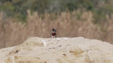 Yeşil bir Amazon balıkçısı, kloroceryle amazona, Pantanal sulak alanlarının kırmızı topraklarında gagasında küçük bir balıkla oturuyor, onu öldürmeye ve yemeye çalışıyor..