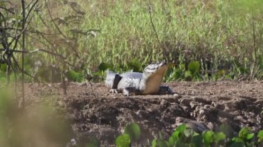 Jabiru, Jabiru Mycteria, Brezilya 'nın Pantanal bölgesindeki bataklık bölgesinde yaşayan ve Güney ve Orta Amerika' ya özgü en büyük leylek türüdür..