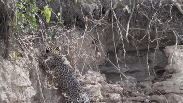 재규어 Panthera Onca 브라질의 포르투 Jofre에서 Transpantaneira 세계에서 판타닐의 어두운 — 비디오