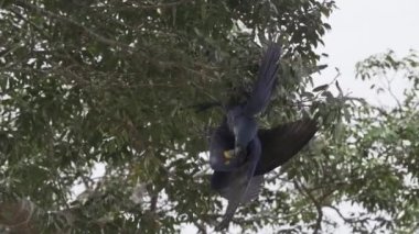 güzel mavi sümbül papağanı, Anodorhynchus sümbül, Pantanal 'ın ağaçlarından tırmanıyor, dünyanın en büyük bataklık bölgesi, transspanira yolu boyunca Brezilya' daki Porto Jofre 'ye doğru..