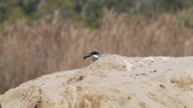 Yeşil bir Amazon balıkçısı, kloroceryle amazona, Pantanal sulak alanlarının kırmızı topraklarında gagasında küçük bir balıkla oturuyor, onu öldürmeye ve yemeye çalışıyor..
