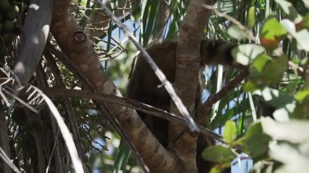 Zuid Amerikaanse Coati Nasua Nasua Ook Ringstaart Coati Ontspannen Een — Stockvideo