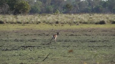 Bataklık geyiği, Blastocerus dichotomus, ayrıca bataklık geyiği, Güney Amerika 'nın en büyük geyik türü, çoğunlukla pantanal, Brezilya, Güney Amerika' nın bataklık bölgesinde bulunur.