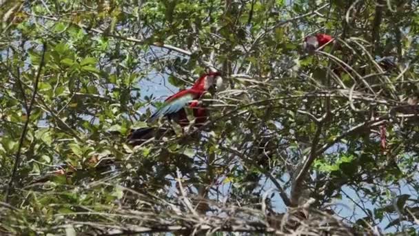 Red Green Macaw Ara Chloropterus Also Green Winged Macaw Sitting — Stock Video