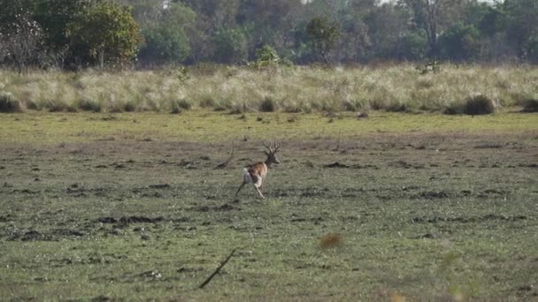 Marsh Deer Blastocerus Dichotomus Also Swamp Deer Largest Deer Species — Stock Video