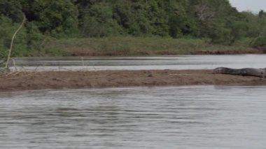 Jaguar, Panthera onca, Amerika 'nın yerlisi, dünyanın en büyük bataklık bölgesi olan Pantanl nehri boyunca avlanan, Brezilya' nın Porto Jofre kentindeki Transpantaneira yakınlarında yaşayan yalnız bir kedi..