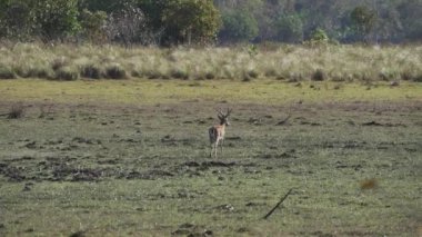 Bataklık geyiği, Blastocerus dichotomus, ayrıca bataklık geyiği, Güney Amerika 'nın en büyük geyik türü, çoğunlukla pantanal, Brezilya, Güney Amerika' nın bataklık bölgesinde bulunur.