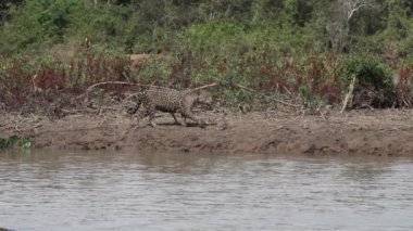 Jaguar, Panthera onca, Amerika 'nın yerlisi, dünyanın en büyük bataklık bölgesi olan Pantanl nehri boyunca avlanan, Brezilya' nın Porto Jofre kentindeki Transpantaneira yakınlarında yaşayan yalnız bir kedi..
