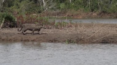 Jaguar, Panthera onca, Amerika 'nın yerlisi, dünyanın en büyük bataklık bölgesi olan Pantanl nehri boyunca avlanan, Brezilya' nın Porto Jofre kentindeki Transpantaneira yakınlarında yaşayan yalnız bir kedi..