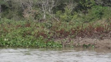 Jaguar, Panthera onca, Amerika 'nın yerlisi, dünyanın en büyük bataklık bölgesi olan Pantanl nehri boyunca avlanan, Brezilya' nın Porto Jofre kentindeki Transpantaneira yakınlarında yaşayan yalnız bir kedi..