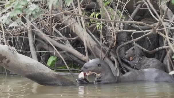 Familie Van Reuzenrivierotter Pteronura Brasiliensis Jagend Verslindend Vis Voor Hun — Stockvideo
