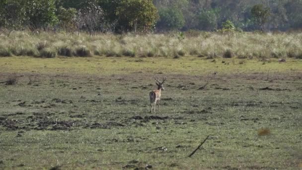 沼の鹿 Blastocerus Diconotomus また沼の鹿 南アメリカから最大の鹿種は 主にパンタナールの湿地地域で見つけることができます ブラジル 南アメリカ — ストック動画