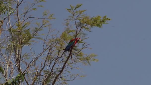 Red Green Macaw Ara Chloropterus Also Green Winged Macaw Sitting — Stock Video