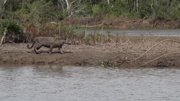 ジャガー パンテラオンカ アメリカ大陸に原産の大きな孤独な猫 世界最大の沼地 ブラジルのポルト ジュフォーレのトランスパンタネイラに近い 世界最大の川岸に沿って狩猟 — ストック動画