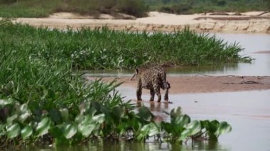 Jaguar, Panthera onca, Amerika 'nın yerlisi, dünyanın en büyük bataklık bölgesi olan Pantanl nehri boyunca avlanan, Brezilya' nın Porto Jofre kentindeki Transpantaneira yakınlarında yaşayan yalnız bir kedi..