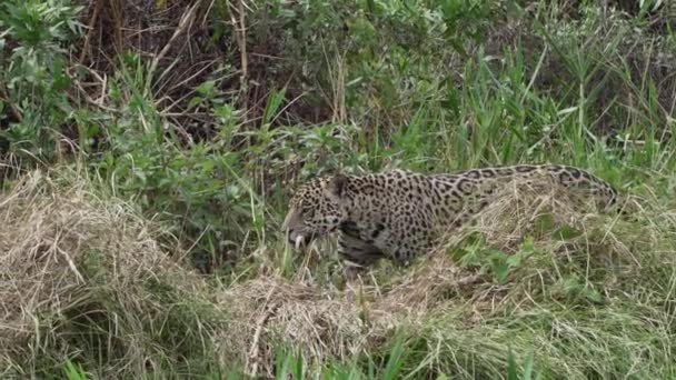 Jaguar Panthera Onca Kucing Soliter Besar Asli Amerika Berburu Sepanjang — Stok Video