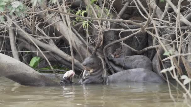 Family Giant River Otter Pteronura Brasiliensis Hunting Devouring Fish Front — Stock Video