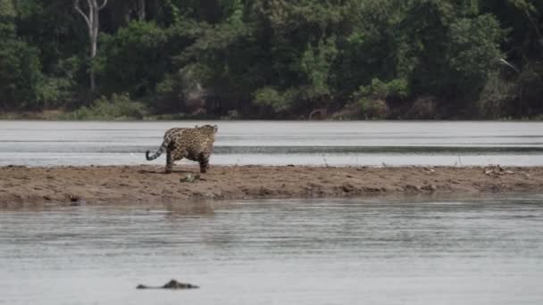 美洲豹 Jaguar 是一种原产于美洲的大型独居猫 在世界上最大沼泽地潘坦尔河畔的河岸捕猎 靠近巴西约弗尔港的Transpantaneira — 图库视频影像