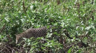 Jaguar, Panthera onca, Amerika 'nın yerlisi, dünyanın en büyük bataklık bölgesi olan Pantanl nehri boyunca avlanan, Brezilya' nın Porto Jofre kentindeki Transpantaneira yakınlarında yaşayan yalnız bir kedi..