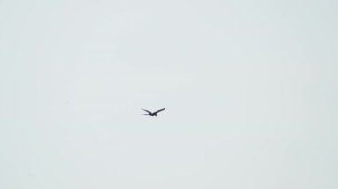 güzel mavi sümbül papağanı, Anodorhynchus sümbül, Pantanal ağaçlarının üzerinde uçuyor, dünyanın en büyük bataklık bölgesi, transspanira yolu boyunca Brezilya 'daki Porto Jofre' ye doğru..