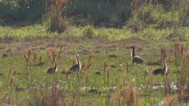 Güney Amerika koati ailesi, Nasua Nasua da halka kuyruklu koati, Brezilya 'da Pantanal' ın bataklık bölgesinde yeşil bir çayırda yiyecek arıyorlar.