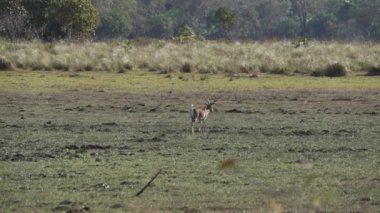Bataklık geyiği, Blastocerus dichotomus, ayrıca bataklık geyiği, Güney Amerika 'nın en büyük geyik türü, çoğunlukla pantanal, Brezilya, Güney Amerika' nın bataklık bölgesinde bulunur.