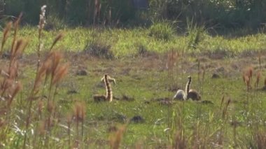 Güney Amerika koati ailesi, Nasua Nasua da halka kuyruklu koati, Brezilya 'da Pantanal' ın bataklık bölgesinde yeşil bir çayırda yiyecek arıyorlar.