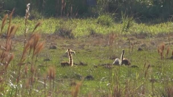 在巴西潘塔纳尔沼泽地区的一片绿色牧场上觅食的南美山楂科动物Nasua Nasua 也是环尾鱼科动物 — 图库视频影像