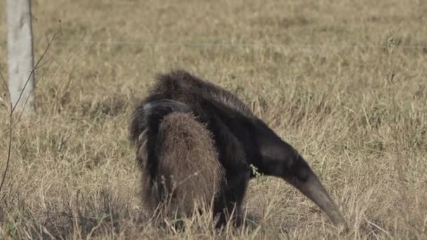 Giant Anteater Mother Carrying Baby Her Back Myrmecophaga Tridactyla Walking — Stock Video