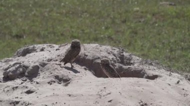 Yuvalanan baykuş, Athene cunicularia da Shoco, ininin önünde yerde oturuyor ve Brezilya 'daki Pantanal bataklık bölgesini dikkatle izliyor..