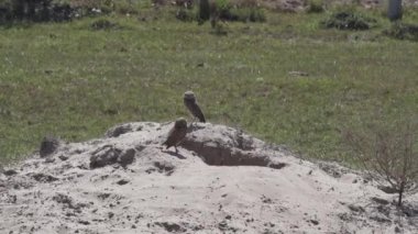 Yuvalanan baykuş, Athene cunicularia da Shoco, ininin önünde yerde oturuyor ve Brezilya 'daki Pantanal bataklık bölgesini dikkatle izliyor..