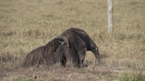Giant Anteater Mother Carrying Baby Her Back Myrmecophaga Tridactyla Walking — Stock Video