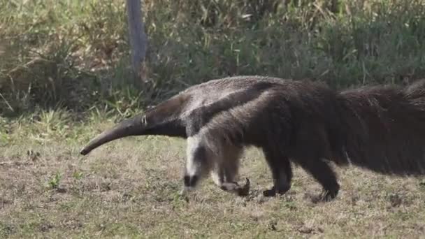 Giant Anteater Walking Meadow Farm Southern Pantanal Myrmecophaga Tridactyla Also — Stock Video