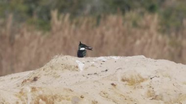 Yeşil bir Amazon balıkçısı, kloroceryle amazona, Pantanal sulak alanlarının kırmızı topraklarında gagasında küçük bir balıkla oturuyor, onu öldürmeye ve yemeye çalışıyor..