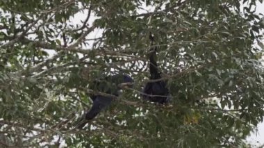 güzel mavi sümbül papağanı, Anodorhynchus sümbül, Pantanal 'ın ağaçlarından tırmanıyor, dünyanın en büyük bataklık bölgesi, transspanira yolu boyunca Brezilya' daki Porto Jofre 'ye doğru..