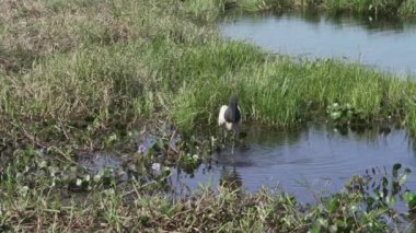 Jabiru, Jabiru Mycteria, Brezilya 'nın Pantanal bölgesindeki bataklık bölgesinde yaşayan ve Güney ve Orta Amerika' ya özgü en büyük leylek türüdür..