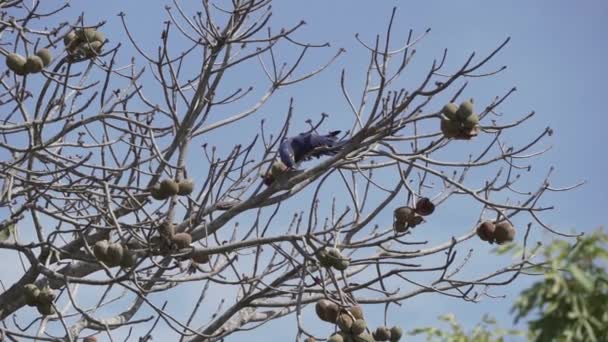 Piękna Niebieska Hiacynt Anodorhynchus Hiacinthinus Wspinaczka Przez Drzewa Pantanalu Największego — Wideo stockowe
