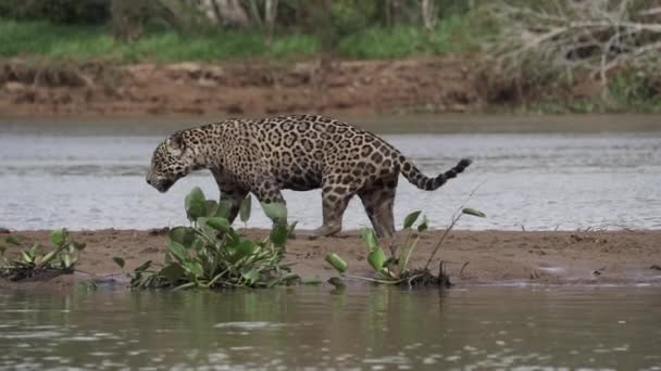 Jaguar Panthera Onca Egy Nagy Magányos Macska Őshonos Ban Amerika — Stock videók
