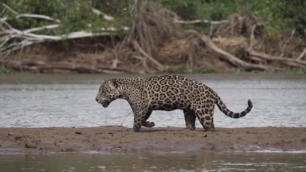 Jaguar Panthera Onca Big Solitary Cat Native Americas Hunting River — Stock Video