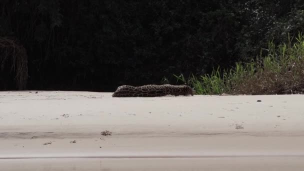 Hombre Herido Jaguar Panthera Onca Gato Solitario Grande Nativo Las — Vídeo de stock