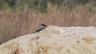 Yeşil bir Amazon balıkçısı, kloroceryle amazona, Pantanal sulak alanlarının kırmızı topraklarında gagasında küçük bir balıkla oturuyor, onu öldürmeye ve yemeye çalışıyor..