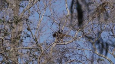 Uluyan maymunlar, Alouatta, Brezilya 'daki Pantanal' ın bataklık bölgesindeki ağaçların tepesinde tırmanıyorlar..